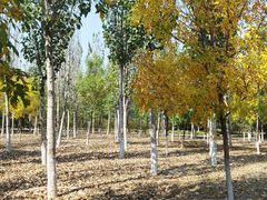 -永定河休闲森林公园