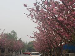 -嘉定紫藤园