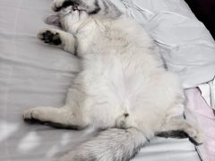 -喵zoo家庭繁育猫舍(尖东智能花园店)