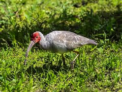 -沈阳森林动物园