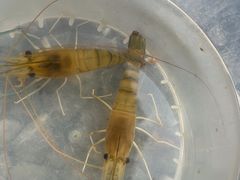 -DGE季风钓虾营地·团建·聚会