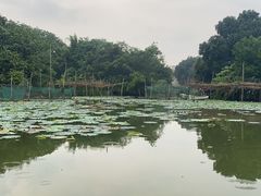 -江门古劳水乡旅游区