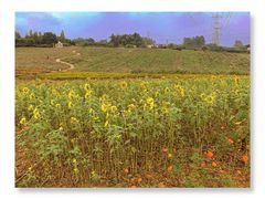 -紫颐香薰山谷景区