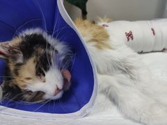 -pd派德宠物中心医院24H急重症·眼科中心·血液透析中心(嵩山北路店)