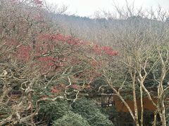 -普陀山慧济禅寺