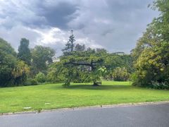 -墨尔本皇家植物园