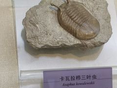 -国家自然博物馆