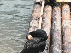 -桂林兴坪漓江