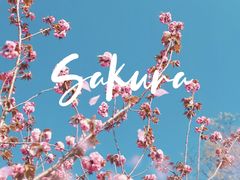 -高东镇樱花园