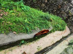 -都江堰中华大熊猫苑