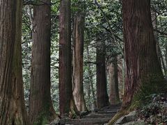 -天目山大树王景区