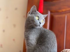 -瑞派天宁宠物医院·猫科·异宠中心