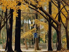 -上海共青森林公园