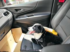 -爱侣宠医·鹦鹉专科·小型哺乳类·异宠专科(灵石路店)