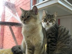 -喵屿·大理花园猫咖