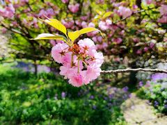 -上海共青森林公园