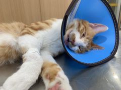 -米苏动物医院·犬猫专科·骨科外科内窥镜
