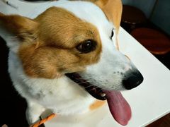 -瑞派动物医院·绝育·犬猫全科·预防医学(光景江南中店)