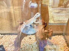 -酷以爬仙阁实体爬宠店·守宫·蜥蜴·专业繁育