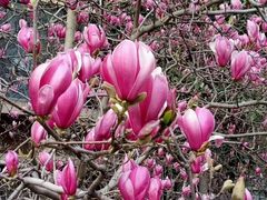 -西部兰花园生态园