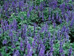 -玫瑰海岸文化旅游度假区