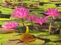 -国家植物园南园