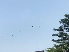 -大湾区中央湿地公园