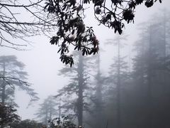 -瓦屋山景区