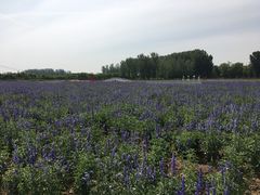 -北京东方普罗旺斯薰衣草庄园
