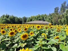 -长白岛森林公园