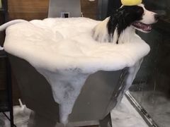 -PETKIT小佩宠物(古北店)
