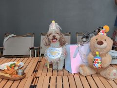 -百好乐宠物友好餐厅(朝外大街店)