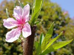 -南汇桃花村
