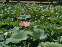 -洪湖生态旅游区