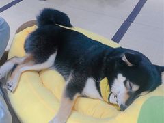 -逗柴咖啡屋·狗咖猫咖宠物桌游