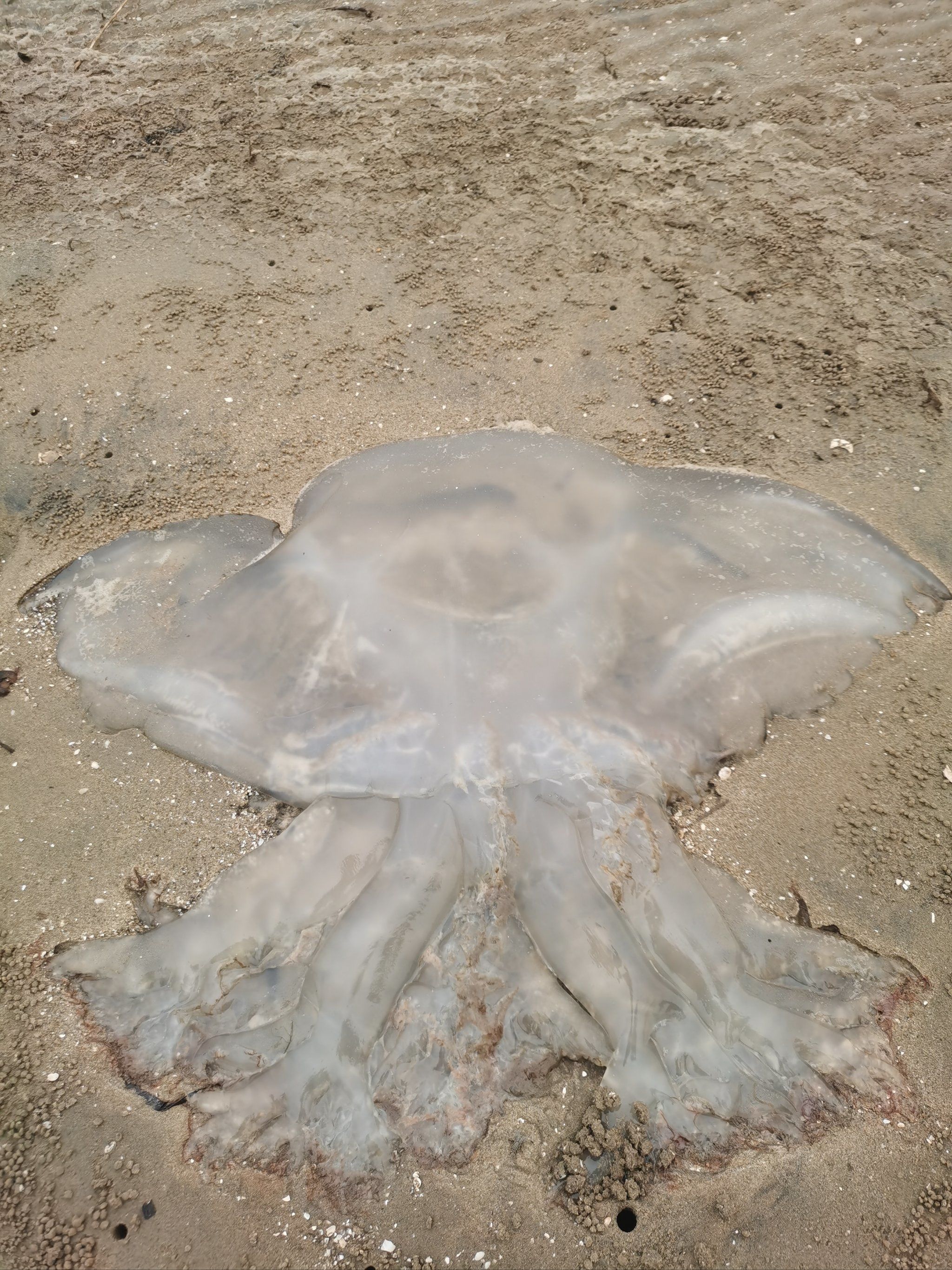 乐亭海边—水母搁浅泛滥