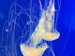 -上海海洋水族馆