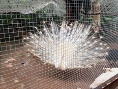 -海南热带野生动植物园