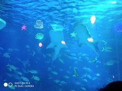 -烟台海昌鲸鲨海洋公园