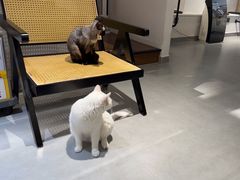 -琪喵猫屋·撸猫猫咖·猫舍