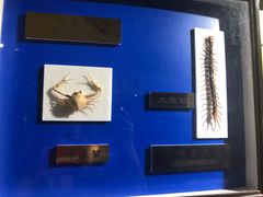 -上海昆虫博物馆