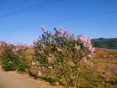 -河口景区