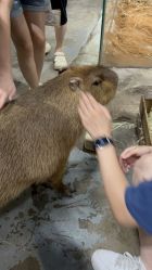 -Zoolung Zoolung动物主题公园(海信广场店)