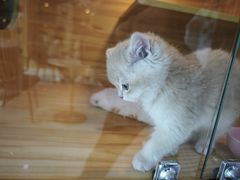 -小猫来了猫舍(福田店)