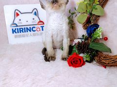 -十年猫舍·猫咪专门店(普陀店)