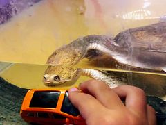 -上海大自然野生昆虫馆(东方明珠·爬宠昆虫探索中心)