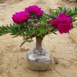 -Oasis Beauty水磨坊科技美肤中心