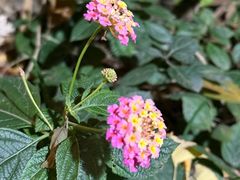 -大妙火锅·非物质文化遗产(东湖公园店)