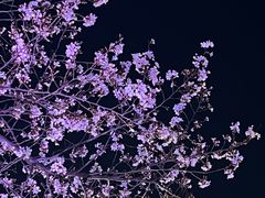 -西北湖绿化广场