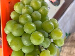 -马陆小张葡萄园农家乐